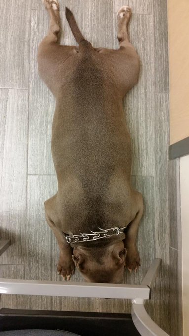 Jezebelle waiting for her international travel certificate appointment #BulldogPride #freyjavansiren<a href="/tag/freyjavansiren"class="tags"><span>#freyjavansiren</span></a><a href="/tag/caferacergirl"class="tags"><span>#caferacergirl</span></a><a href="/tag/bulldogpride"class="tags"><span>#bulldogpride</span></a>
