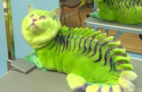 YourAnonNews's tweet photo. DRAGON CAT http://t.co/HwQMKbylXH via @RuptlyNewsroom