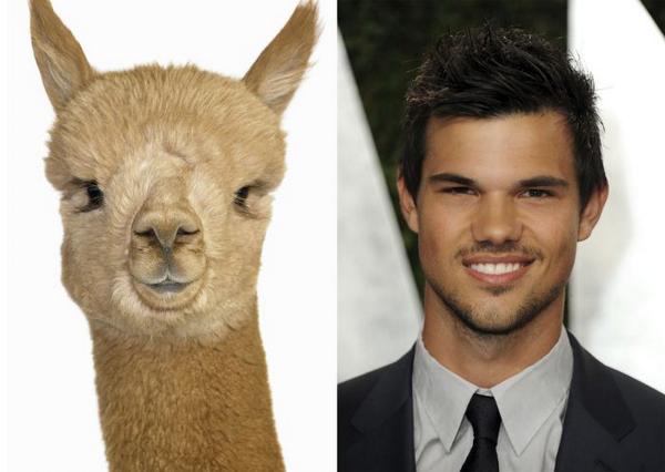 Celebridades y sus parecidos con animales: trnk.in/3sdb