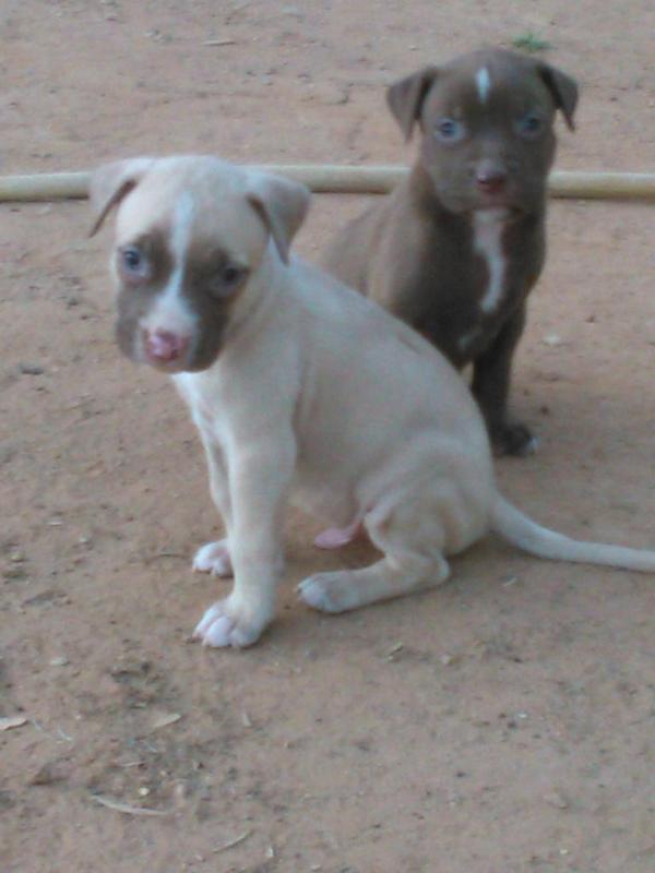 andoniRM20's tweet photo. EN VENTA 3 ULTIMOS CACHORROS DE PITBULL RED NOUSE CON 2 MESES!! http://t.co/TJvHHxDOZw