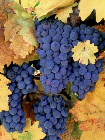 Big Wine Book tweet media