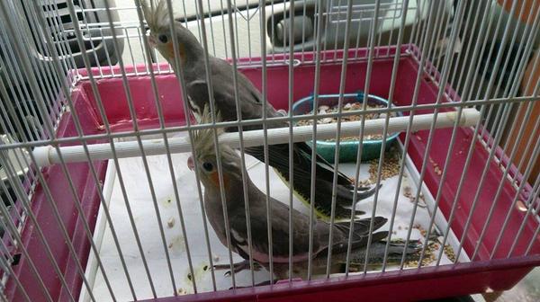 REFUGIOLACANDEL's tweet photo. Estas dos almas libres son nuestras amigas las #NINFAS!! Buscan una madrina para que sus VIDAS SEAN MEJORES! http://t.co/WCbKldtLLc