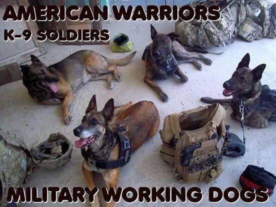 GuardianAngelGS's tweet photo. Pic reminds us of the dogs we worked while serving. Heroes, each & every one! #VSDI #PTSD #veterans http://t.co/P5yLRWqhWk