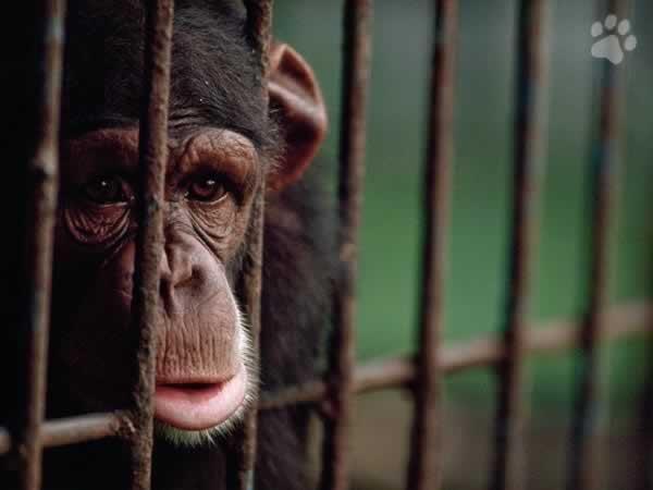 Robó? Asesinó? Violó? Estafó? Que hizo este pobre chimpnacé para estar tras de rejas?
