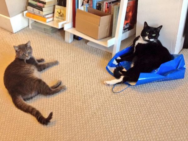 BoheySquints's tweet image. How do I go abouts getting me a fancy cat bed like @LolaTheDopeyCat?