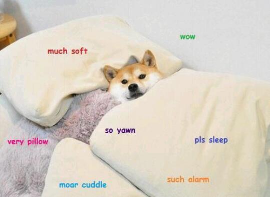 DogeTheDog's tweet photo. Wow
        So sleep
   Very tired
              Pls no wake
      Such comfty http://t.co/DrtsPbXNIA