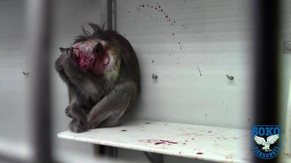 Horror en un laboratorio alemán: una pesadilla para los macacos.Video:youtube.com/watch?v=lHsmeF…
facebook.com/l214.animaux/p…