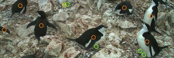 OReillyAnimals's tweet photo. The University of Oxford asks “citizen scientists” to spot penguins in photographs. http://t.co/5NBBU7gLgW  http://t.co/Gvc6Sb5Lk9
