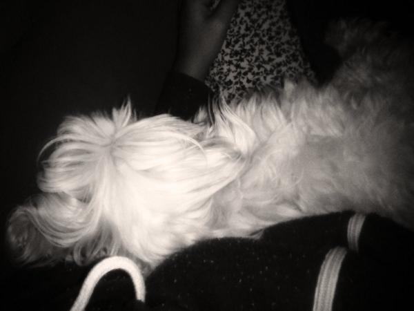 anitamarti6's tweet photo. Siestas que enamoran :) http://t.co/S3kDqoS6Q7