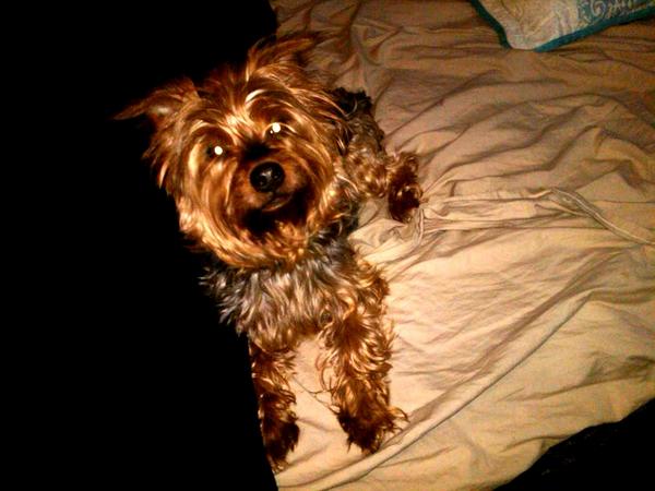 MeghanSquires's tweet photo. meet my new baby Riley, he's 4 years old but just as freaking cool as a pup #recsuedog #mydude http://t.co/eBZFDzZkRu