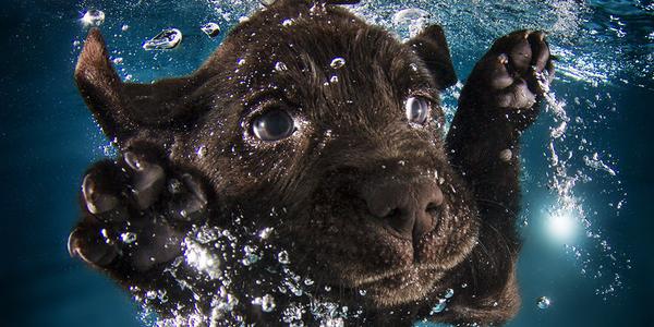 HuffPostComedy's tweet photo. Puppies learning to swim are TOO FREAKIN' CUTE  http://t.co/MzRXgIoZHd http://t.co/jWZ6bPBSZT