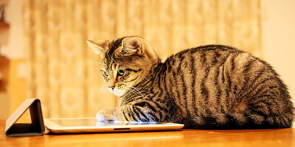 Minster_Vets's tweet photo. Do you self diagnose your pet's health problems before seeking veterinary help? : http://t.co/ZkQwL2Xczr http://t.co/meqvAu143x