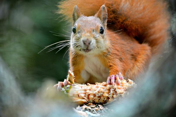 luxlifeblog's tweet image. I caught this squirrel red handed whilst on @Tresco_Island! luxlife-blog.com/2014/09/tresco… #travel #cute #lbloggers