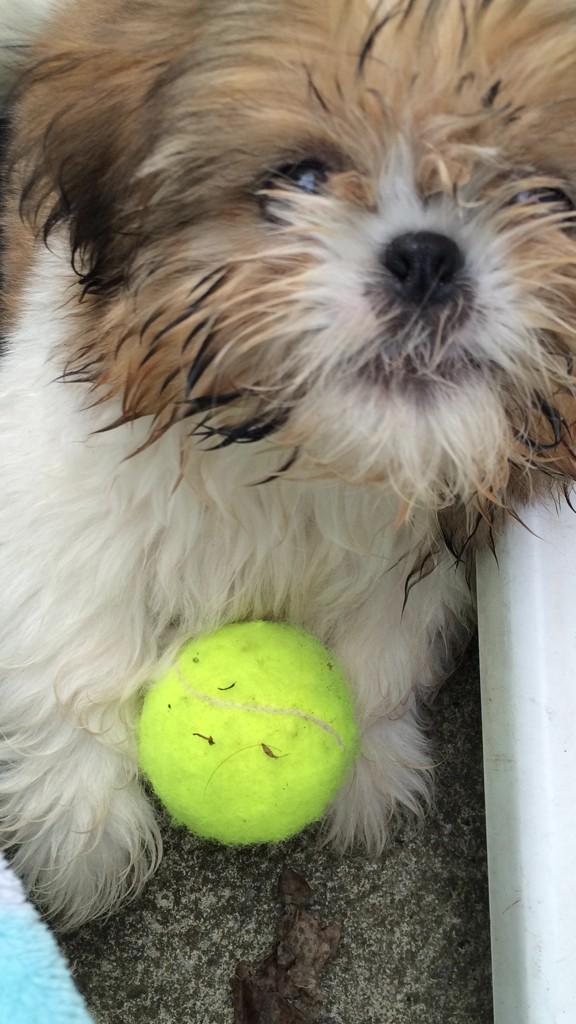 I love my ball #tennis #shihtzu