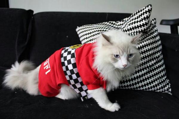 arkinGeos's tweet photo. #Buonaserata da un grande tifoso #ferrarista ha detto che vorrebbe fare a #Marchionne qualche domanda #graffiante 😆 http://t.co/rOukwmkfyK