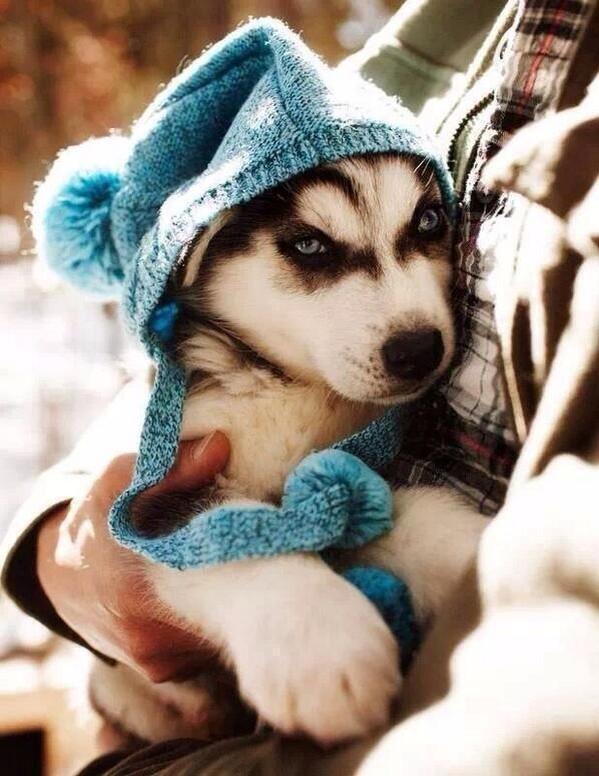 BeaniePorn's tweet photo. Husky puppy wearing a beanie http://t.co/RIR7O1lcYL