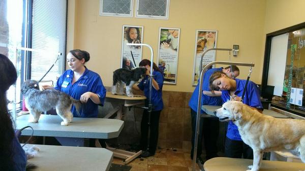 PattyMarie218's tweet photo. Busy day @Store591 grooming salon. #eastpetm http://t.co/yZkYu2Cv1v