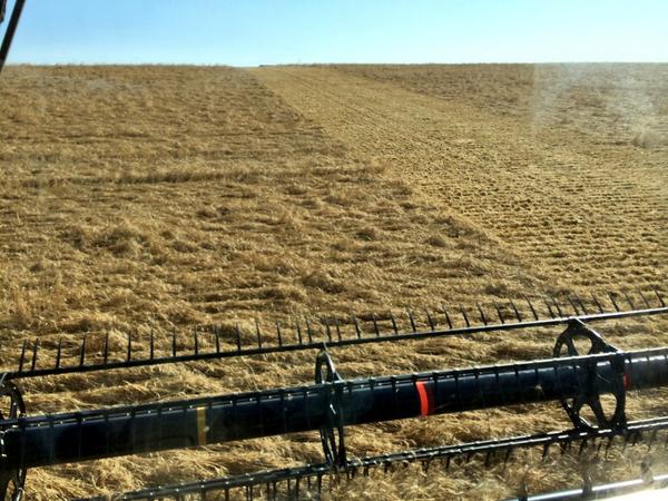 westernproducer's tweet photo. Alberta harvest after snow huge headache RT @wheatlanderjay: Welcome to the nightmare that is #harvest14 http://t.co/mUas0BJwnC #westcdnag