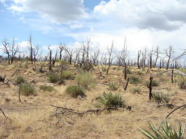 sunset's tweet image. Q10: What are 3 things people don't understand about wildfires that you wish they did? #SunsetChat