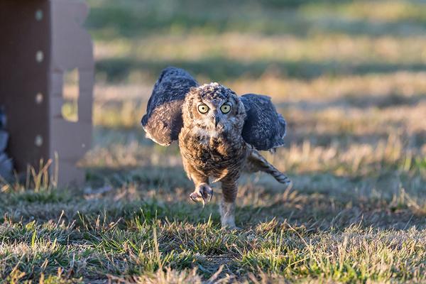audubonsociety's tweet image. Still adorable! MT @PortlandAudubon: We released this rehabilitated owl, and boy did it mean business Pic: T. Schmid