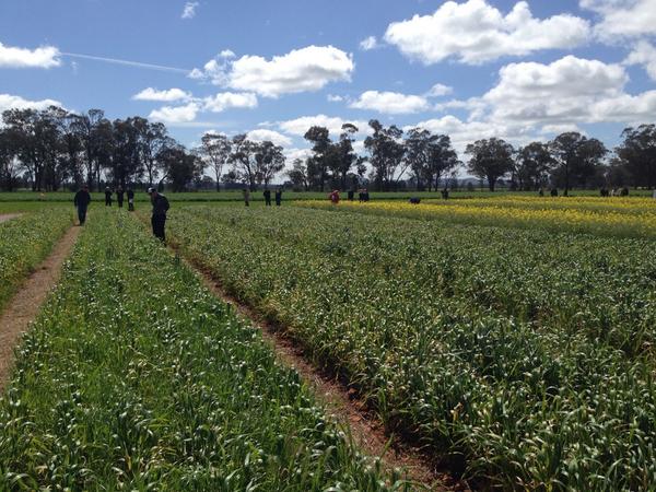 MartinMurray_Ag's tweet image. Weed identification section of the grain growers #CropComp