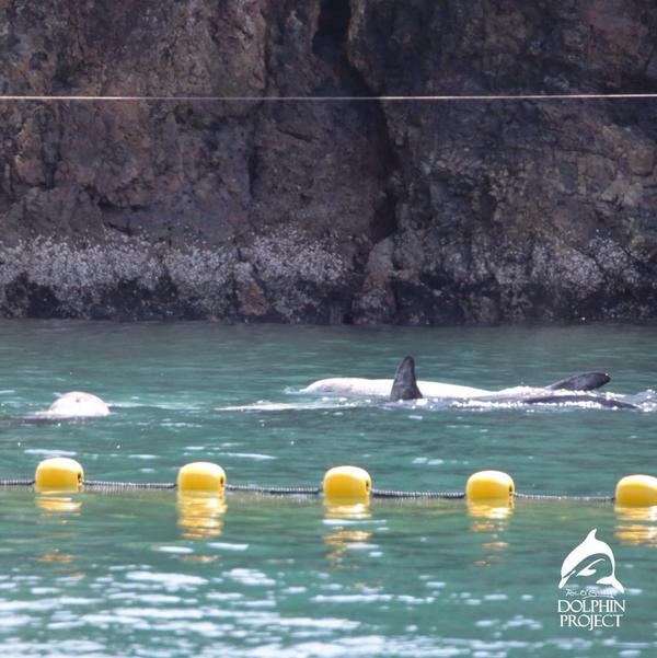 andresazocar's tweet photo. Tradición y muerte como lucrativo negocio RT @Dolphin_Project: Taiji:Extremely tired pod, Captive selection has begun http://t.co/vNU7CpRg8a