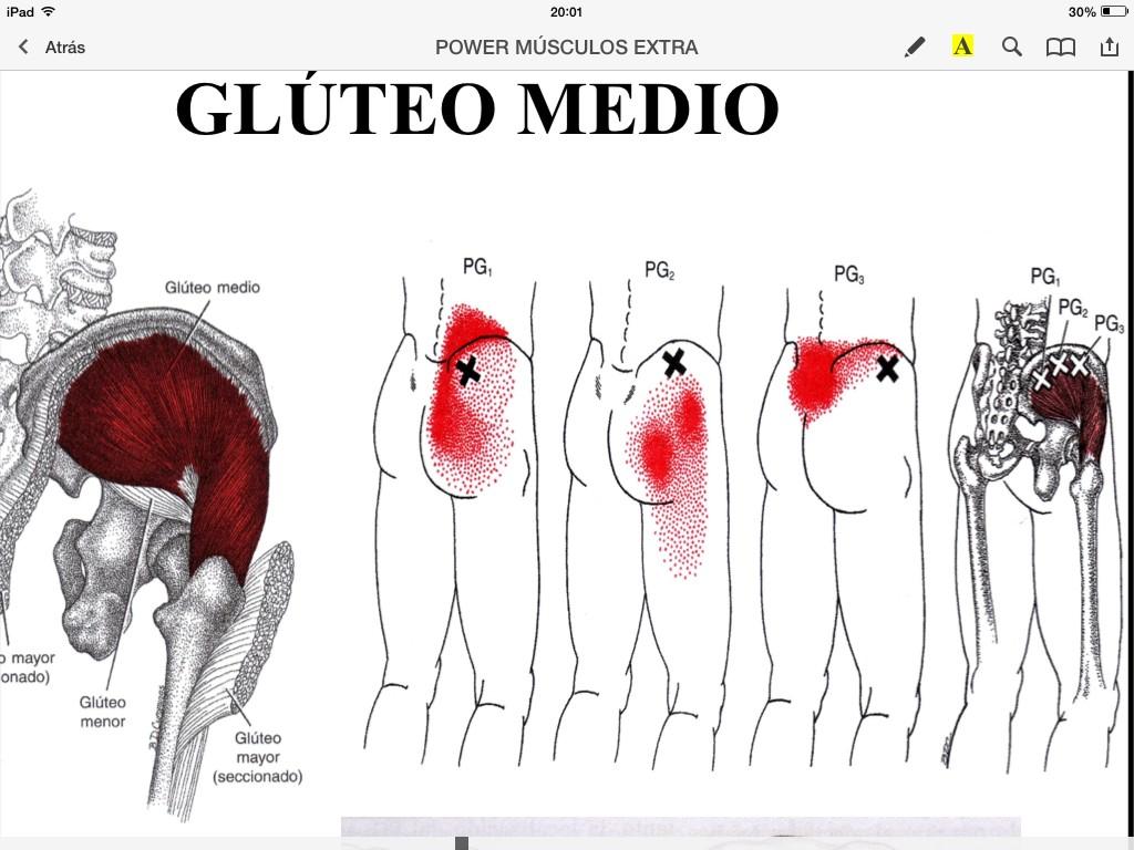 Jordi Reig Fisio on Twitter: "El Glúteo Medio el vecino de las