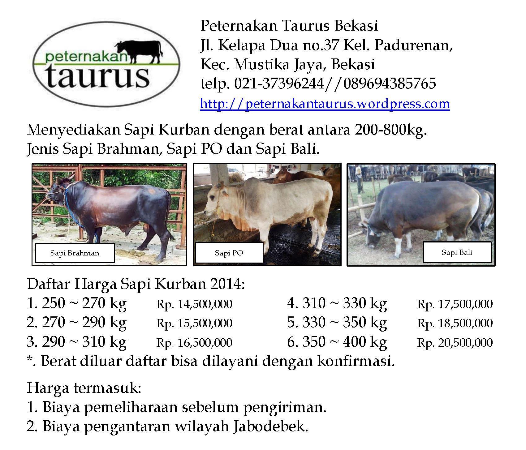 Peternakan Taurus On Twitter Yang Butuh Sapi Kurban Lokasi