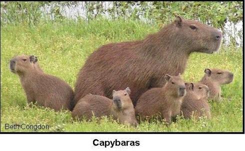 CapybaraKayla tweet picture