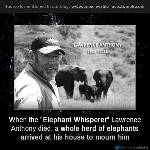 Happy Birthday 2 late Lawrence Anthony! marched 2 his house 2 mourn him! We will march 2 save them 
