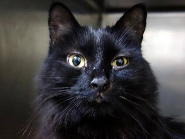WildeOscarCat's tweet photo. SO GLAD MIDNIGHT WAS SAVED BY #HVARS!!! DONATE TO THEM!!!  LADY LILLEY has another chance to live!  HELP HER too!!! http://t.co/ZqJCRW7YV9