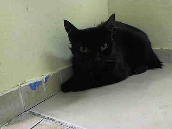WildeOscarCat's tweet photo. SO GLAD MIDNIGHT WAS SAVED BY #HVARS!!! DONATE TO THEM!!!  LADY LILLEY has another chance to live!  HELP HER too!!! http://t.co/ZqJCRW7YV9