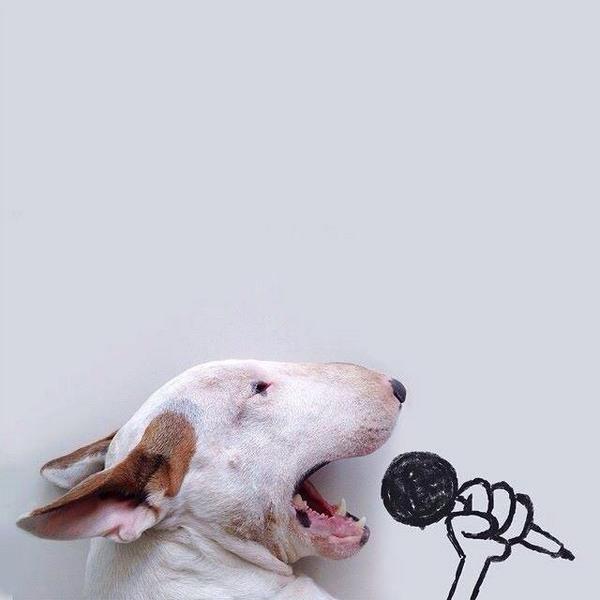 rubyhippo's tweet image. I love rock n roll muhahaha #funny #cute #dog 😻