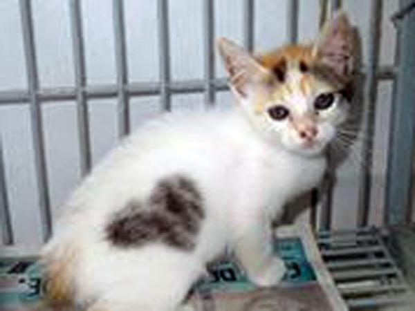 AcheiC's tweet image. Para #Adoção facebook.com/acheicaesgatos…  Recife/PE. #Adote #Adotenãocompre