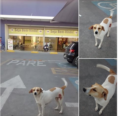 AcheiC's tweet image. Cadela AMEAÇADA no Carrefour (Recife ) prazo 24hs, Veja e ajude. facebook.com/acheicaesgatos…