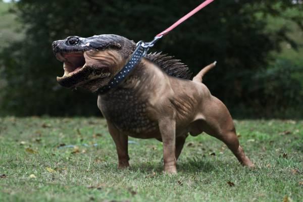 こやち V Twitter 全然可愛くないキメラな合成動物画像 やや閲覧注意 ハムスター速報 Http T Co Vujymzgkep これは素晴らしい Http T Co 3bbxlttw