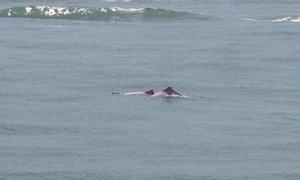chausensei's tweet photo. We were lucky! We spotted the rare pink dolphins in their natural habitat as part of our UoI on ecosystems. http://t.co/PEQCnRgwlC
