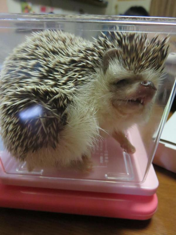 ブサかわ注意 ブサハリグランプリまとめ Togetter