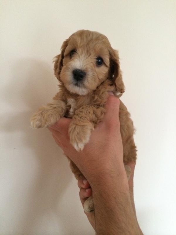 jablazey's tweet photo. I 💛 this puppy! So damn feisty! #jarudacockapoos #sassypup http://t.co/JgCCnrdMmJ