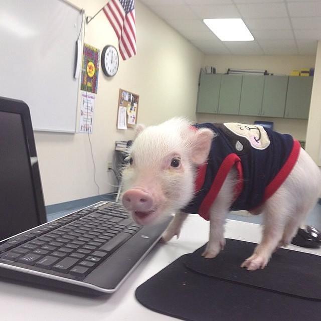 Embedded image permalink