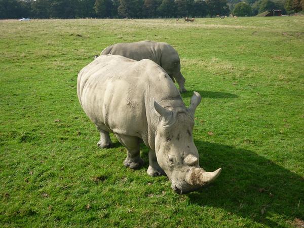 PromCareHome's tweet image. We had a great time visiting Knowsley Safari Park yesterday! 🐯🐘🐅