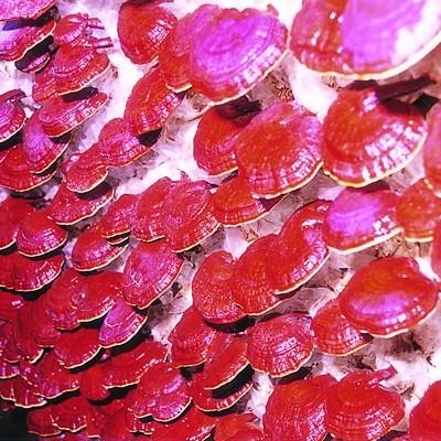 GanodermaKaffee's tweet image. Der Ganoderma-Vitalpilz (auch Lingzhi oder Reishi genannt) enthält ca. 200 Wirkstoffe. ganoderma-kaffee.info