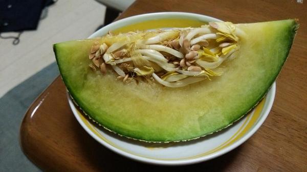 カイリ メロンもやし Http T Co Ozi7zjdvok