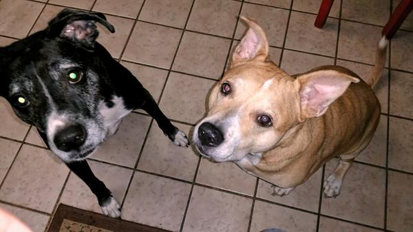 Ziggy and Low-Jack Mixed Pits  #ShowUsYourPits