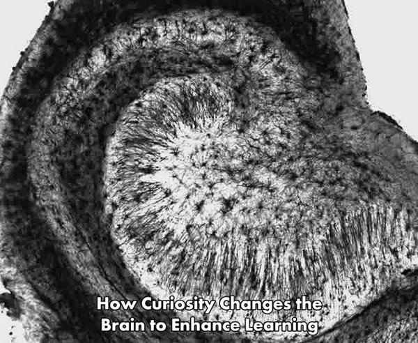 Christopher Maricle (@chrismaricle) on Twitter photo “<a href="/neuro400/">WheatonNeuro</a> : How Curiosity Changes the Brain to Enhance Learning neurosciencenews.com/curiosity-memo… #neuroscience ” “<a href="/neuro400/">WheatonNeuro</a> : How Curiosity Changes the Brain to Enhance Learning neurosciencenews.com/curiosity-memo… #neuroscience ”