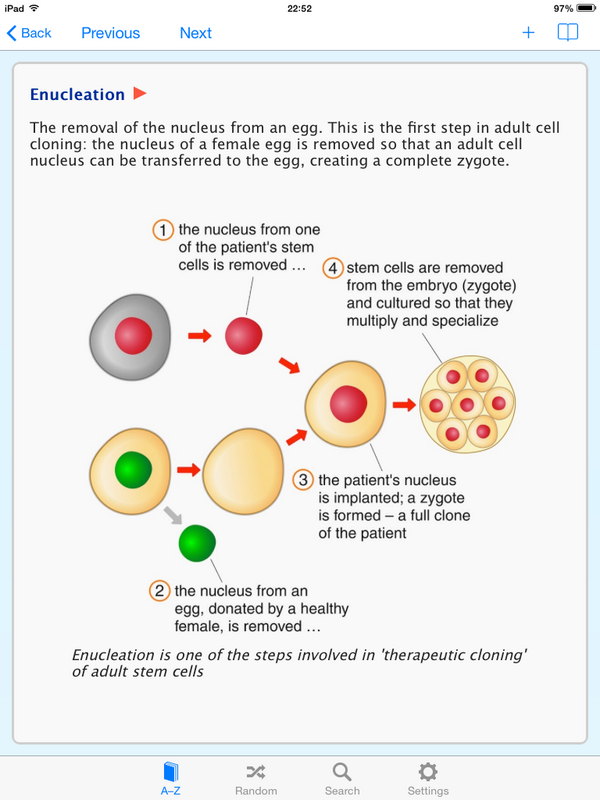 Therapeutic Cloning Diagram