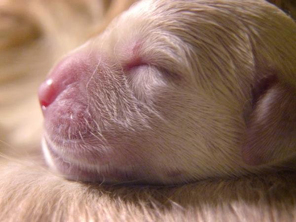 NatGeoAnimals's tweet image. Open your eyes and ears... we've got #SecretLifeofDogs at 9/8c!