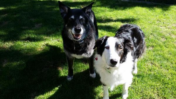TheLakePack's tweet photo. Not too late is wishing a happy #NationalBlackDogDay to all! http://t.co/adKl4Fiubj