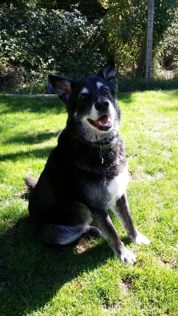 TheLakePack's tweet photo. Not too late is wishing a happy #NationalBlackDogDay to all! http://t.co/adKl4Fiubj
