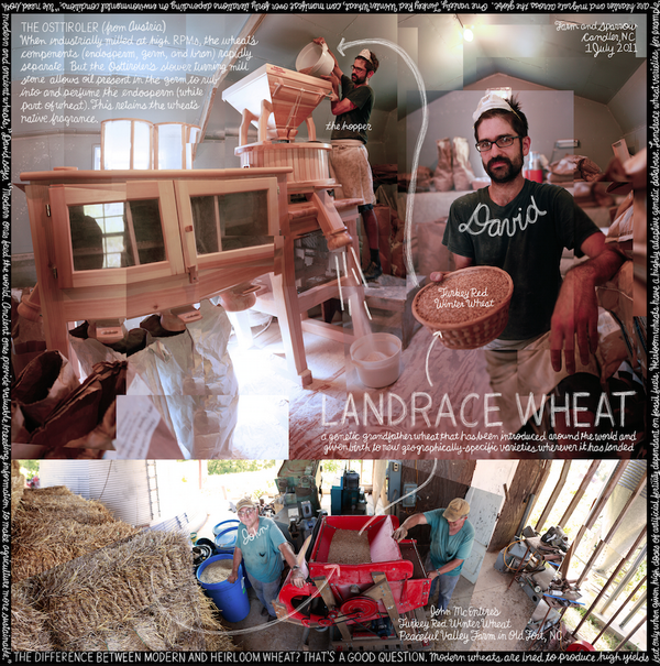 Getting all the nutrients from wheat means processing them slowly, like <a href="/farmandsparrow/">Farm and Sparrow</a> does. #foodlist #grains